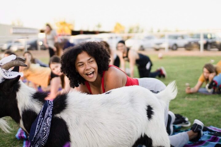 Billy Goat fun at Arizona Goat Yoga. goatyoga.com
